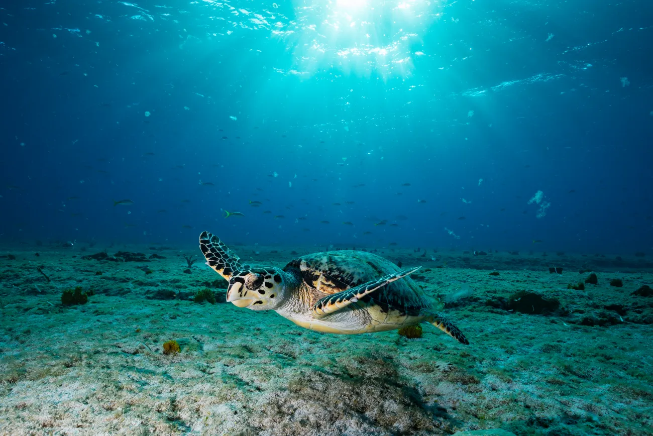 Underwater photo of turtles in Oman
