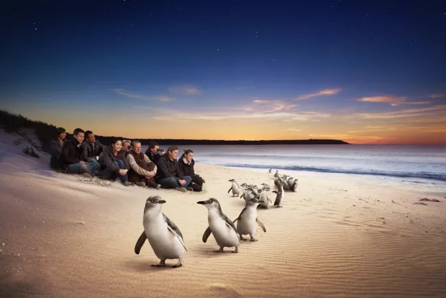 A group of tourists watching penguins walk along the beach at Phillip Island