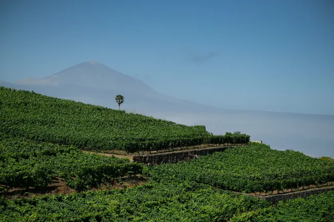 TENERIFE 4