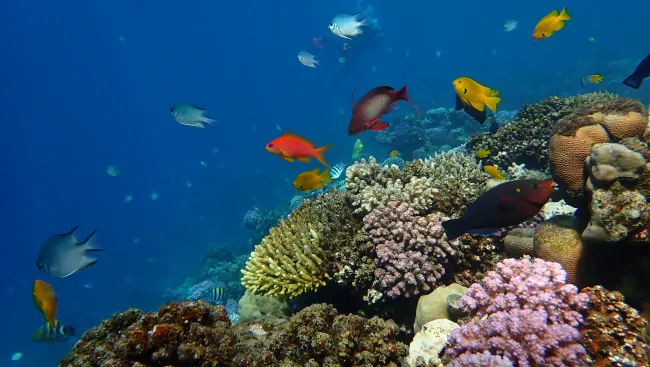 PMBSRR_Marine_and_coral_diversity